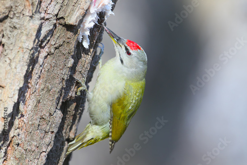 Bild auf Leinwand Grey-headed Woodpecker (Picus canus) clinging to a tree trunk, reaching its bill toward suet attached to the bark
