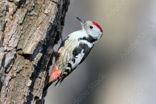 Obraz na plátne Middle Spotted Woodpecker (Dendrocoptes medius) clinging vertically to a textured tree trunk in side profile