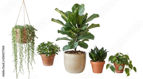 Lush indoor houseplant collection, fiddle leaf fig and string of pearls in ceramic pots, green potted plants for interior decor isolated PNG with Transparent Background
