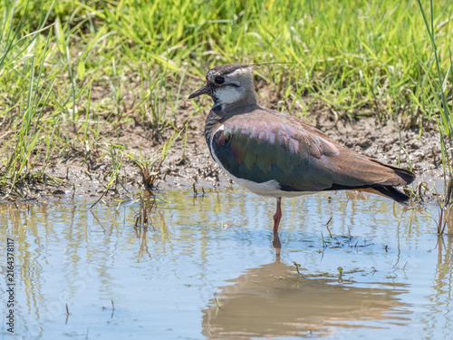 Obraz na plátne Northern lapwing - Vanellus vanellus