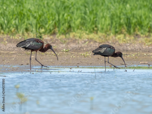 Fotografie Glossy ibis - Plegadis falcinellus