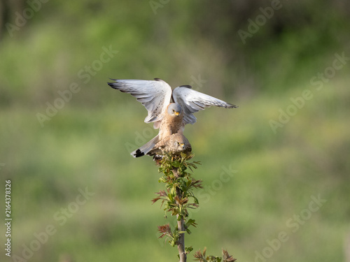 Cuadro en lienzo Lesser kestrel - Falco naumanni