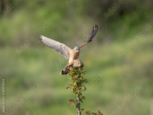 Canvastavla Lesser kestrel - Falco naumanni