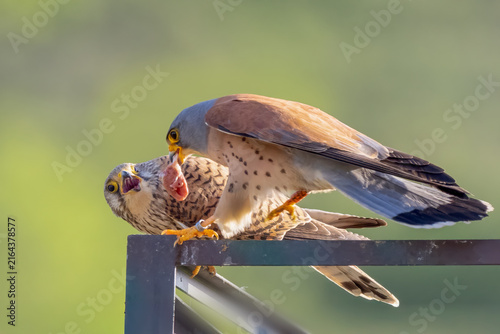 Foto Lesser kestrel - Falco naumanni