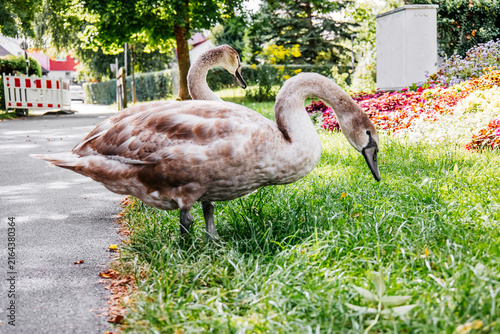 Картината върху платно Two Juvenile Mute Swans Together in a Green Park
