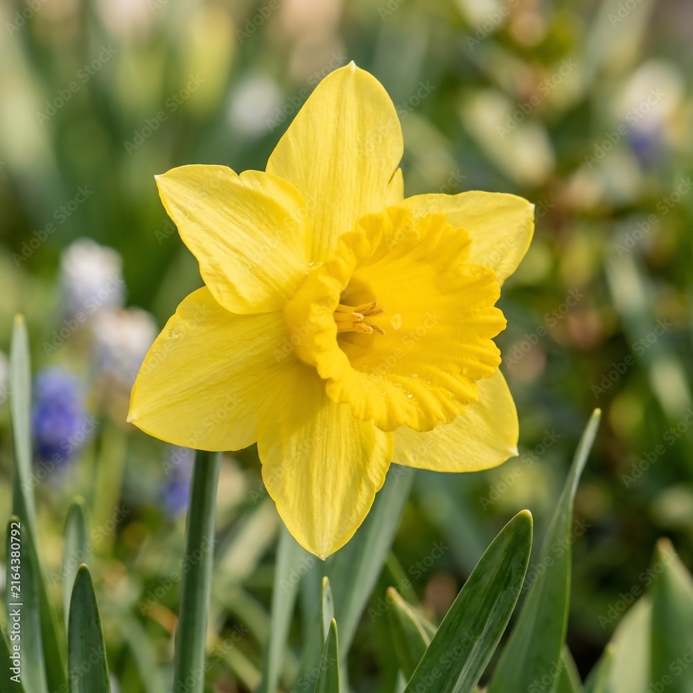 Fototapeta premium Flower floral botanical nature blossom yellow daffodil in garden