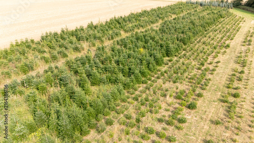 Aerial Drone View of a Christmas Tree Plantation, Evergreen Fir Tree Field Growing in Soft Natural Daylight