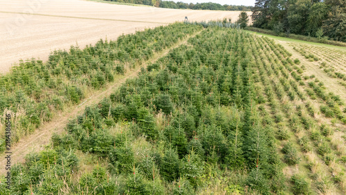 Aerial Drone View of a Christmas Tree Plantation, Evergreen Fir Tree Field Growing in Soft Natural Daylight