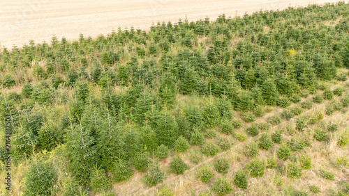 Aerial Drone View of a Christmas Tree Plantation, Evergreen Fir Tree Field Growing in Soft Natural Daylight