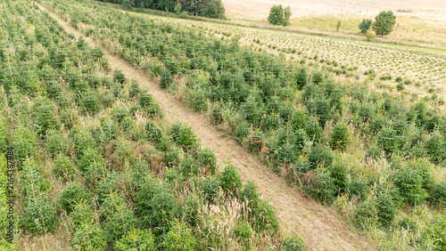 Aerial Drone View of a Christmas Tree Plantation, Evergreen Fir Tree Field Growing in Soft Natural Daylight