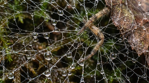 Hairy Spider on Dewy Web Among Green Moss