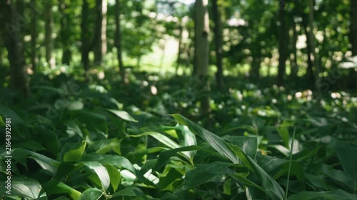 A lush green deciduous forest filled with abundant bamboo grass
