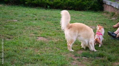 A purebred golden retriever dog walks and explores the fresh grass of a lush green public park lawn, enjoying its outdoor recreation time in nature.