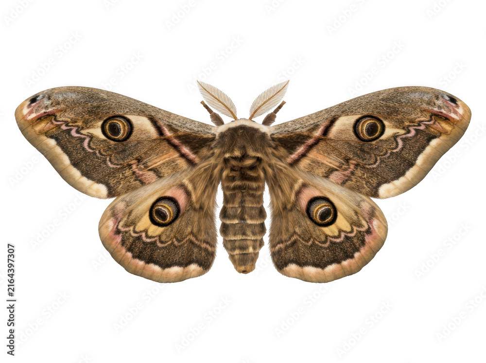 Fototapeta premium Large brown moth with eye patterns on wings