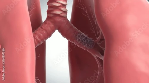 Healthy human lungs during normal breathing, realistic bronchi and alveoli, subtle expansion and contraction of the lungs with each breath, gentle airflow moving naturally through the airways