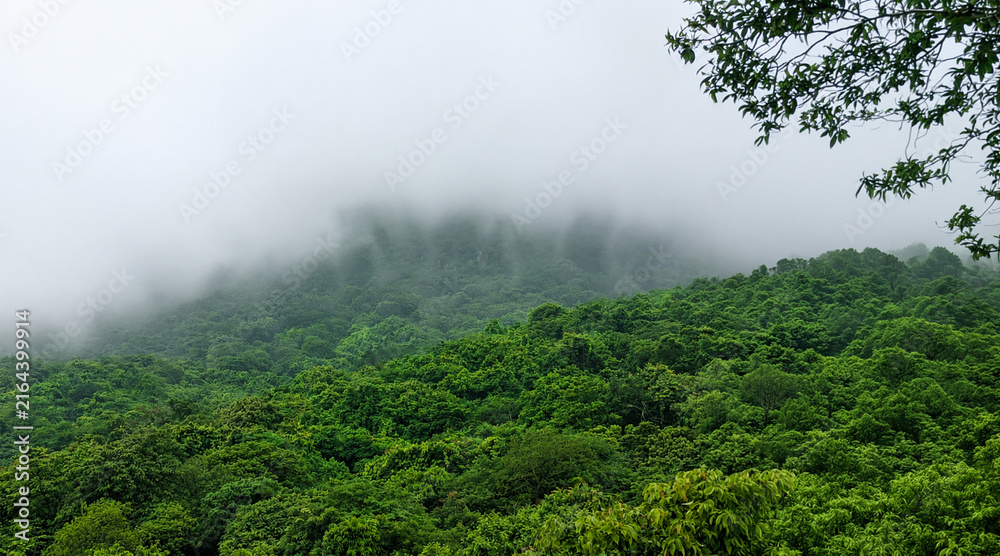 Fototapeta premium Rainforest Under Mountain Mist. 