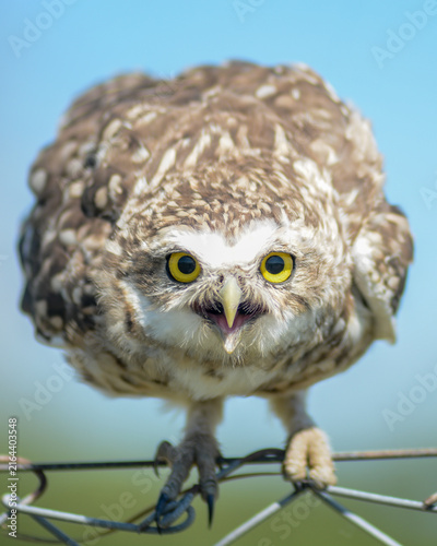 Obraz na płótnie Angry burrowing owl