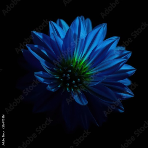 Glowing blue flower on black background. Macro floral photography with dramatic dark lighting.