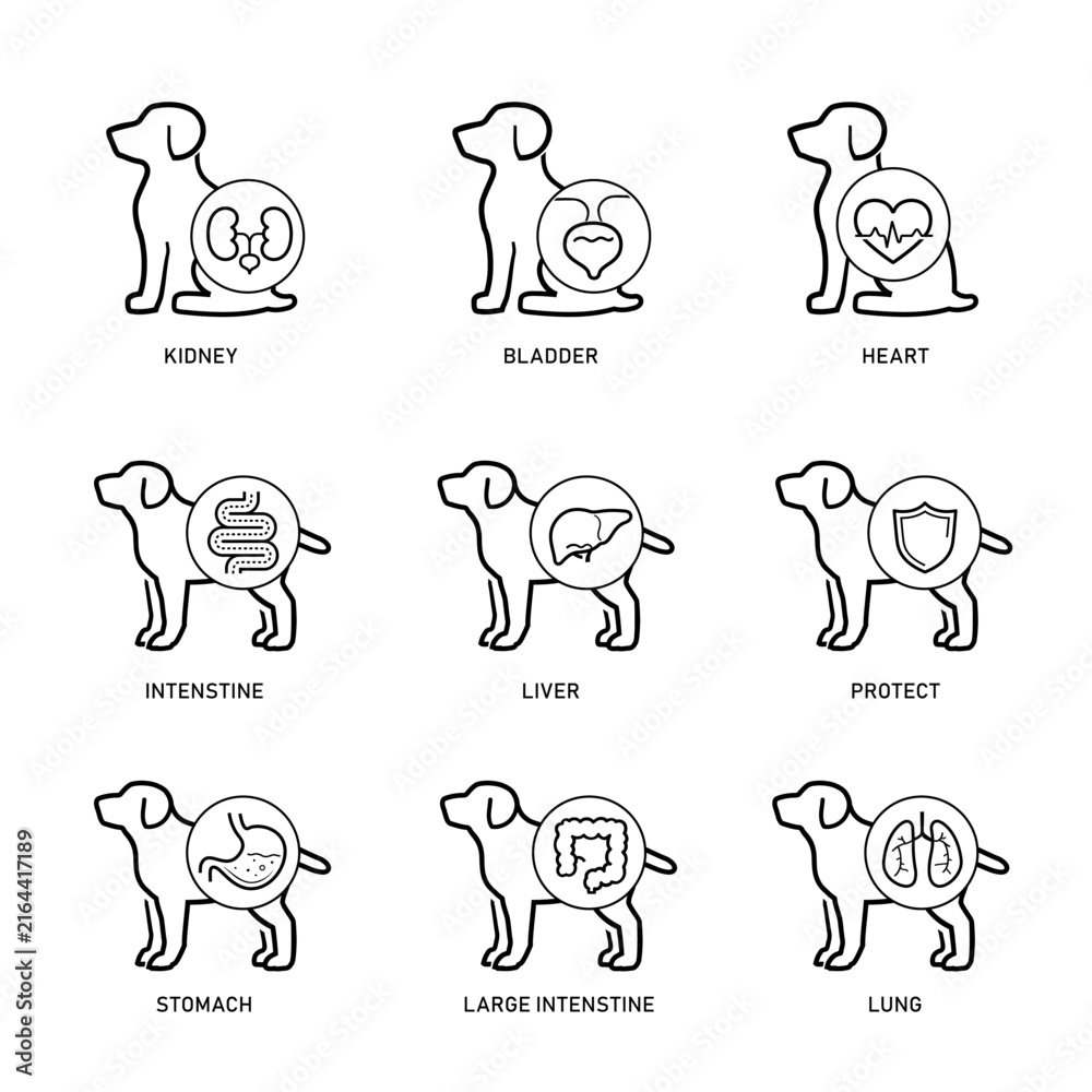 Obraz premium Dog internal organs and health care veterinary icons set for design, presentation, branding. The outline vector icons are well scalable, editable for packaging label design. EPS10.