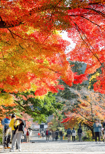 秋の京都観光
