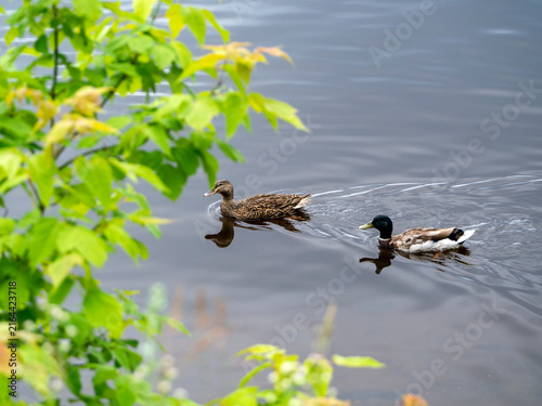 фотографія A pair of mallards, a male and a female, swimming one behind the other on the water