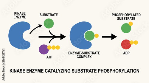 Obraz na plátne Kinase Enzyme Catalyzing Substrate Phosphorylation Reaction Pathway