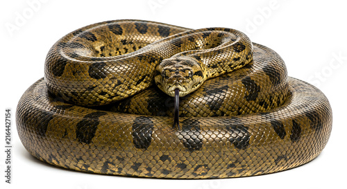 Close-up A single Carpet Python resting in a compact circular coil isolated on white background for wildlife design projects