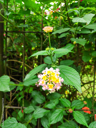 Canvastavla Beautiful lantana camara blossom with vibrant green foliage growing in an outdoo