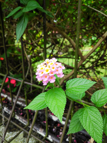 Fotografía Beautiful lantana camara blossom with vibrant green foliage growing in an outdoo
