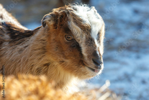 Young goat with white and brown markings