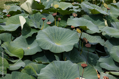 Bild auf Leinwand Large green lotus leaves and mature seed pods growing densely in a wetland pond, creating a lush botanical landscape and natural aquatic vegetation background