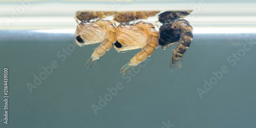 Quadro su tela Mosquito larvae wriggling at water surface