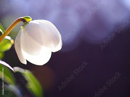 白いクリスマスローズの花の生態写真