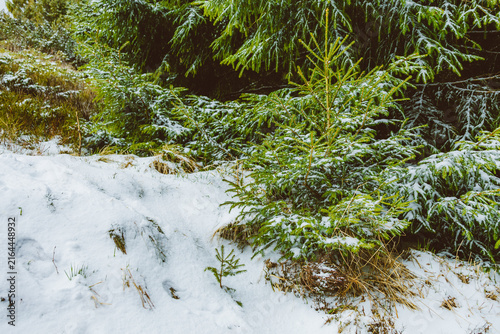 Картината върху платно Winter landscape, evoking outdoor recreation, wellness, fresh air and a relaxing escape into nature away from the busy urban environment