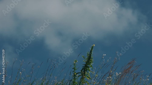 Grass swaying in the wind against a blue sky with drifting clouds
