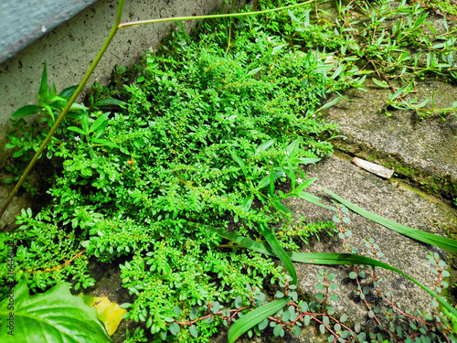 Принти на полотні Persistent green goosegrass and artillery weeds expanding over a weathered pavem