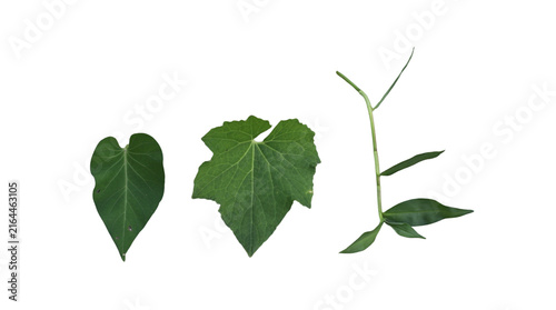 Принти на полотні Three green plant leaves isolated on a transparent background