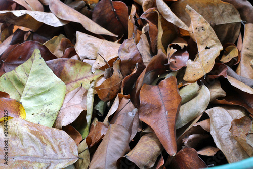 Close-Up Pile Of Fallen Dry Leaves Showing Autumn Texture And Earthy Colors On Ground