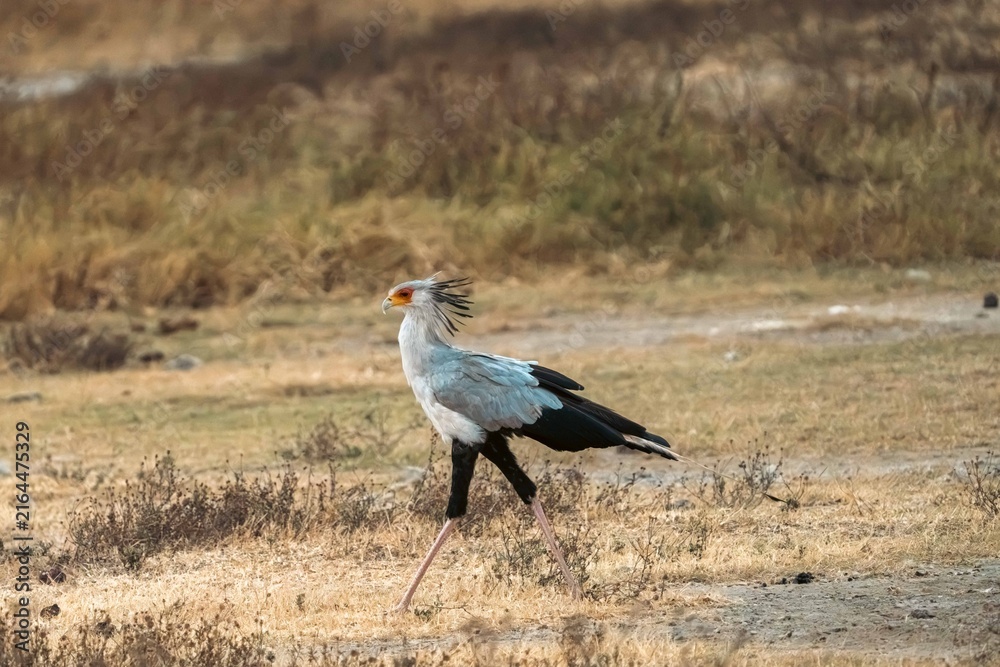 Obraz premium Secretary Bird Walking Through Dry Grassland, Tanzania
