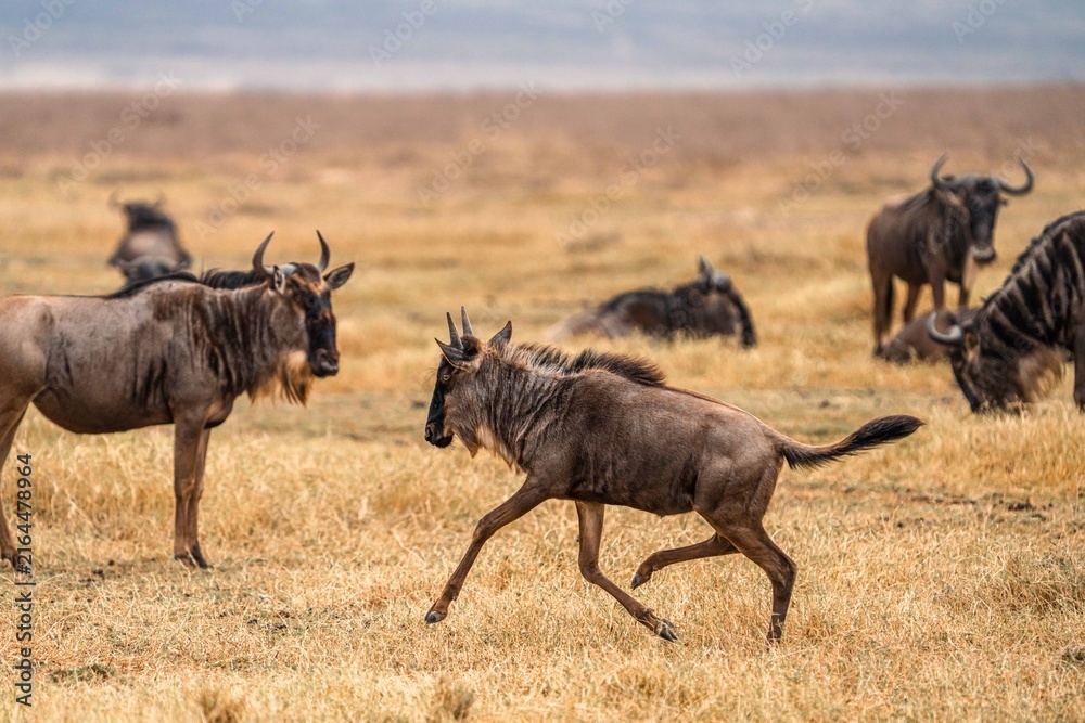 Fototapeta premium Wildebeest Running Through Golden Grassland in Africa