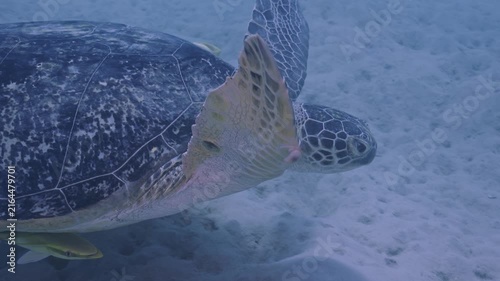 Green sea turtle with remora swimming toward shelter.