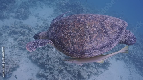Green sea turtle with remoras glides toward seabed.