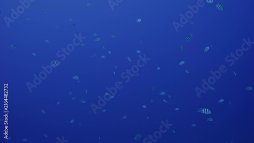 Large congregation of sergeant major fish in open water.