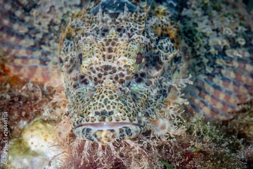 Bild auf Leinwand Madagascar, Nosy Be, Scorpionfish (Scorpaenidae, sp.)