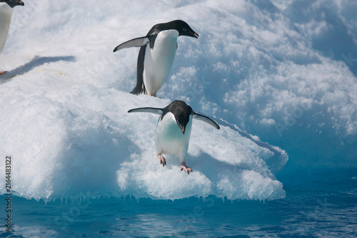 Photography Adelie penguins diving off an iceberg near Antarctica