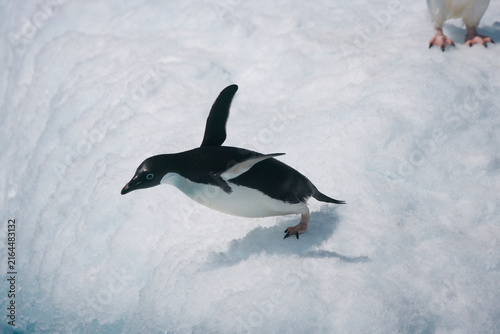 Photography Adelie penguin diving off an iceberg near Antarctica