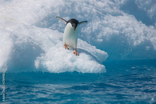 Принти на полотні Adelie penguin diving off an iceberg near Antarctica
