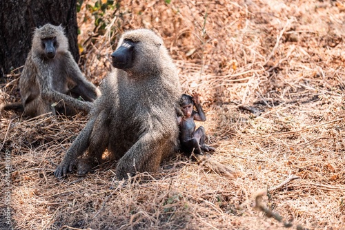 Photography Baboon Sitting with Baby Beside Dry Grass Nest