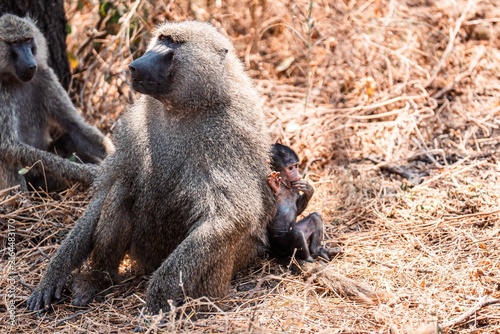 Photography Baboon Sitting with Baby Beside Dry Grass Nest