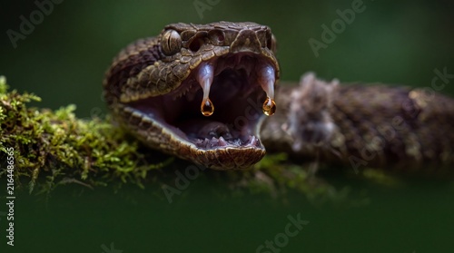 Venomous Snake with Open Mouth and Dripping Fangs